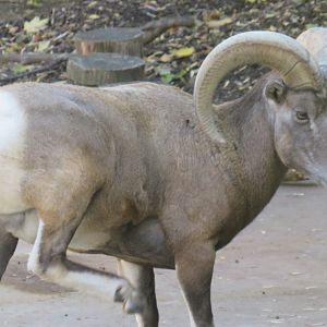 Male bighorn sheep