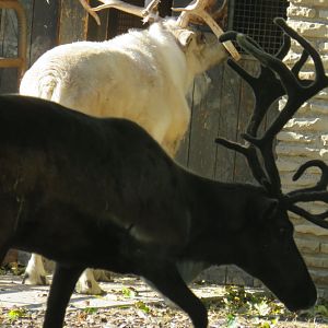 Reindeer