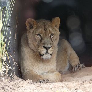 Asiatic Lion female