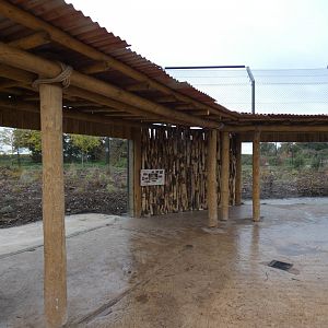 Lion outdoor viewing area