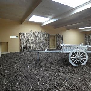 Indoor Asiatic Lion enclosure