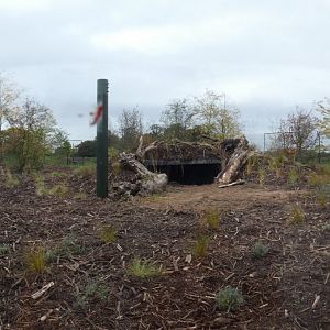Outdoor Asiatic Lion enclosure (2)
