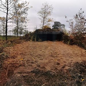 Asiatic Lion Outdoor Panorama