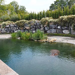 Hippopotamus exhibit, 2019-10-04