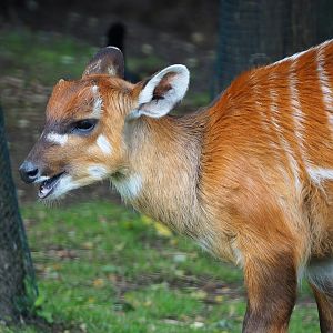 Western sitatunga (Tragelaphus spekii gratus), 2019-10-04