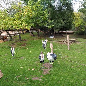 Blue crane, marabou and western sitatunga exhibit, 2019-10-04