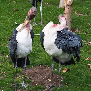 Preening Marabous (Leptoptilos crumenifer), 2019-10-04