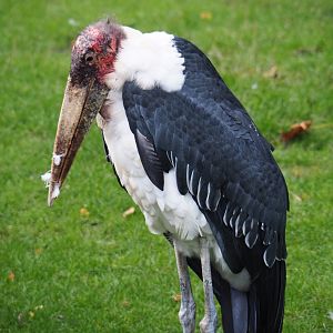 Marabou (Leptoptilos crumenifer), 2019-10-04