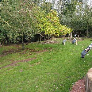 Blue crane, marabou and western sitatunga paddock, 2019-10-04