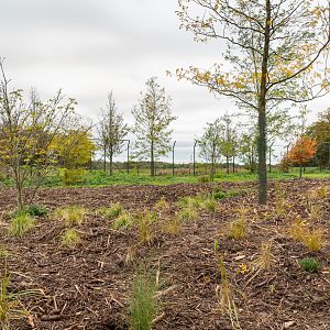 New Lion Enclosure - 20/10/2019