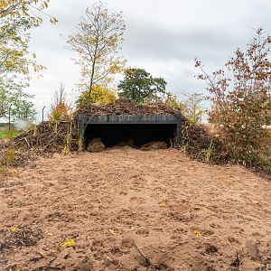 New Lion Enclosure Den - 20/10/2019
