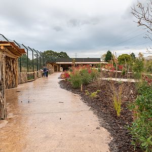 New Lion Enclosure Viewing - 20/10/2019