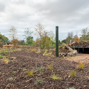 New Lion Enclosure - 20/10/2019