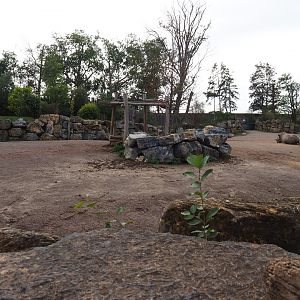 Southern white rhinoceros and Northern warthog paddock, 2019-10-04