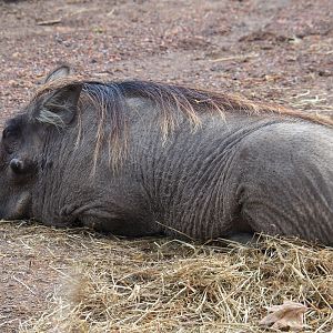 Northern warthog (Phacochoerus africanus africanus), 2019-10-04