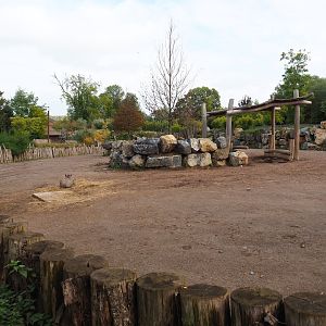 Southern white rhinoceros and Northern warthog paddock, 2019-10-04