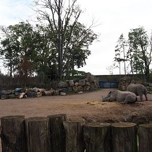 Southern white rhinoceros and Northern warthog paddock, 2019-10-04