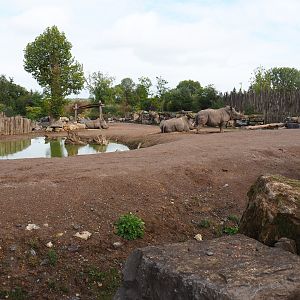 Southern white rhinoceros and Northern warthog paddock, 2019-10-04