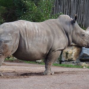 Southern white rhinoceros (Ceratotherium simum simum), 2019-10-04