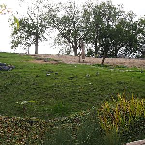 African bush elephant paddock, 2019-10-04
