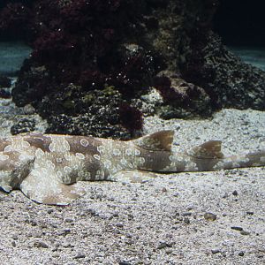Spotted wobbegong - Orectolobus maculatus