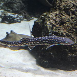 Coral catshark - Atelomycterus marmoratus