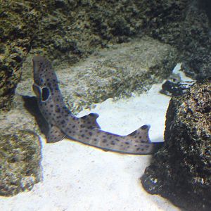 Epaulette shark - Hemiscyllium ocellatum