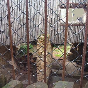 Crappy lion separation exhibit, 2019-10-04