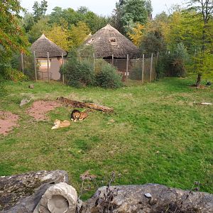 African lion exhibit, 2019-10-04
