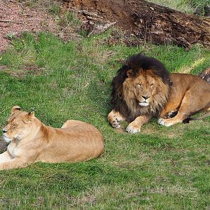 African lion pair (Panthera leo), 2019-10-04