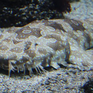 Spotted wobbegong - Orectolobus maculatus