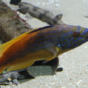 Wrasse ID