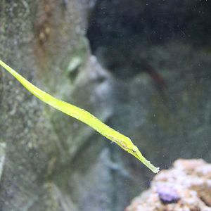 Pipefish ID