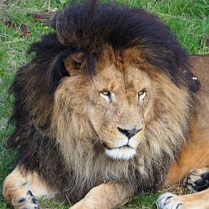 African lion (Panthera leo), 2019-10-04