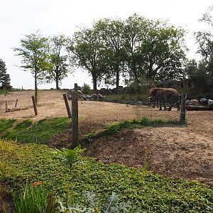 African bush elephant paddock, 2019-10-04