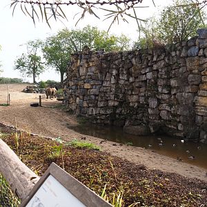 African bush elephant paddock and pool, 2019-10-04