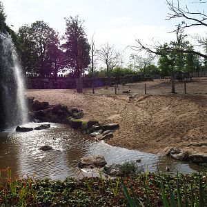 African bush elephant and African savanna paddock pool, 2019-10-04