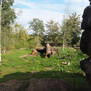 South African cheetah exhibit, 2019-10-04