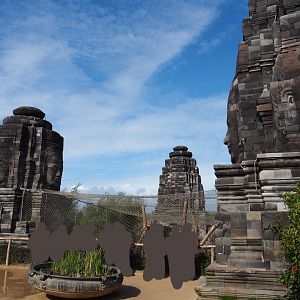 Javan leopard temple, 2019-10-04