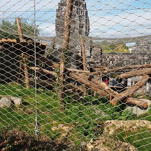 Javan leopard exhibit, 2019-10-04