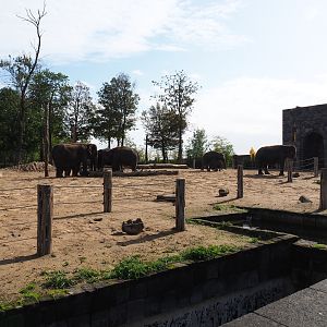 First Asian elephant paddock next to the Asian elephant temple, 2019-10-04