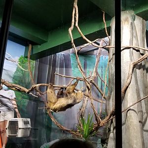 Smithsonian - Linnaeus's Sloth climbing off with biscuit