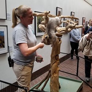 Smithsonian - Demo with Tamandua