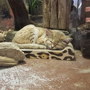 Smithsonian - Sand Cat