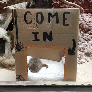 Smithsonian - Dwarf Mongoose