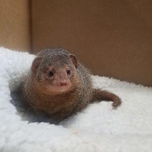 Smithsonian - sleepy Dwarf Mongoose