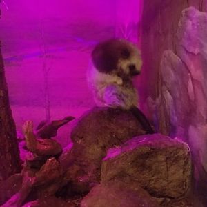 Smithsonian - Cloud Rat!