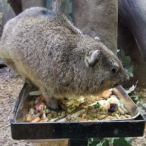 Smithsonian - Rock Hyrax
