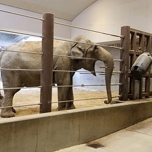 Smithsonian - Shanthi asking for treats