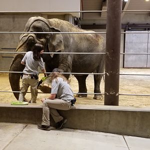 Smithsonian - Ambika getting a foot trim